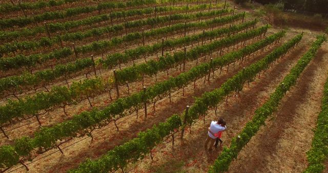 Drone image of couple hugging in wine farm  - Download Free Stock Photos Pikwizard.com