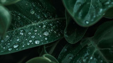 Dew-Covered Leaves in Greenhouse with Detailed Veins