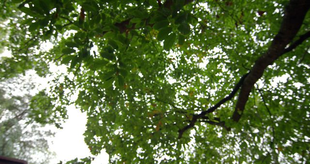 Low angle view of leaves on a tall tree in a forest