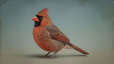 Vibrant Male Northern Cardinal against Studio Backdrop