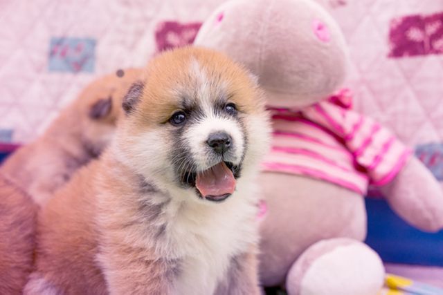 Adorable Fluffy Puppy with Plush Toy in Pink Bedding - Download Free Stock Photos Pikwizard.com