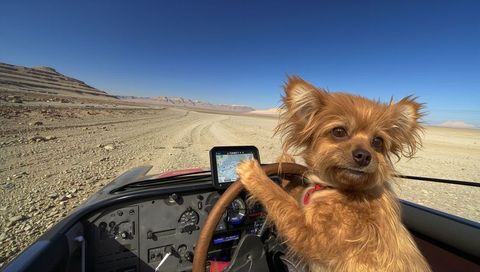 Small brown dog pawing steering wheel while navigating off-road desert plain with gps display