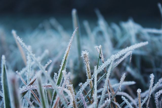 Frost-covered grass creates a serene winter scene, perfect for seasonal backgrounds, nature studies, or illustrating the beauty of cold environments. The image highlights the delicate ice crystals formed on blades of grass, suggesting early morning chill and natural tranquility.