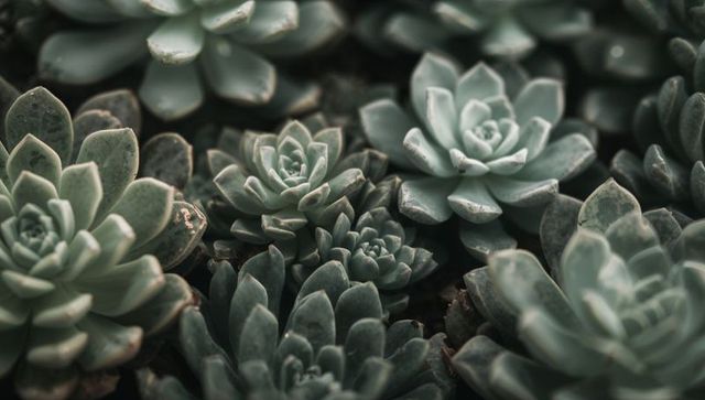Close-up of rosette succulents in pastel tones