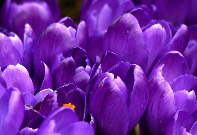 Close-up showcasing vibrant purple crocus flowers in full bloom. This image can be used for spring-related content, gardening promotions, nature articles, and floral-themed designs.