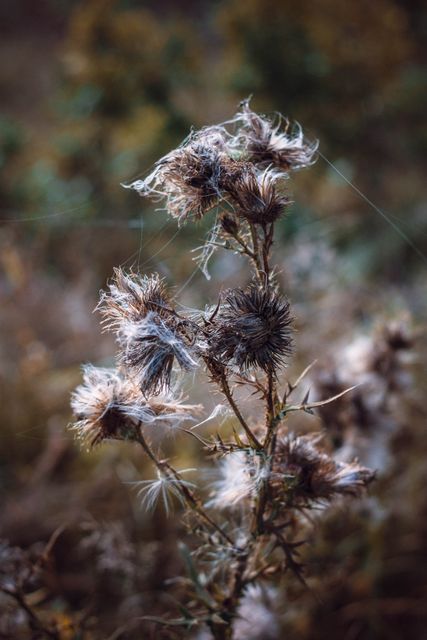Dried thistle plant with webbing in autumn field highlights natural beauty of wildflowers. Suitable for use in articles about autumnal nature walks, herbal properties of plants, or rustic decor inspirations.