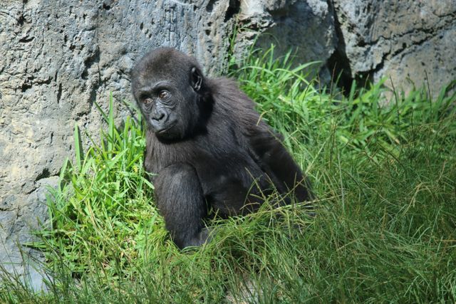 Baby gorilla sitting attentively among green grass and stone background in a natural habitat environment. Useful for projects related to wildlife, nature, animal behavior, zoos, conservation, and educational materials about primates.