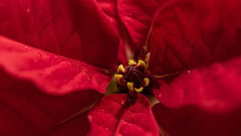 Poinsettia macro showing crimson bracts, yellow cyathia and dewy droplets
