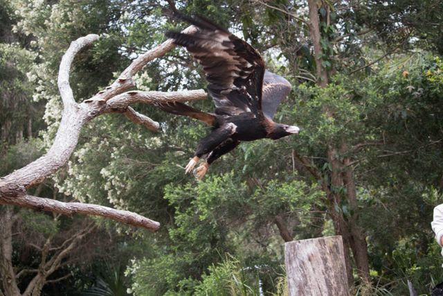 Majestic Eagle Taking Flight in Dense Forest - Download Free Stock Photos Pikwizard.com