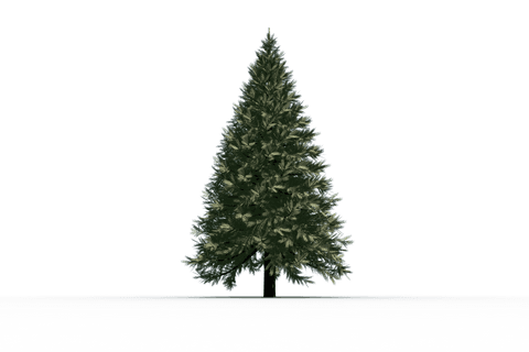 realistic green fir tree on transparent background - Download Free Stock Videos Pikwizard.com