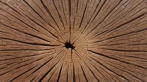 Camera zooming over aged log cross-section showing radial cracks, growth rings, weathered texture