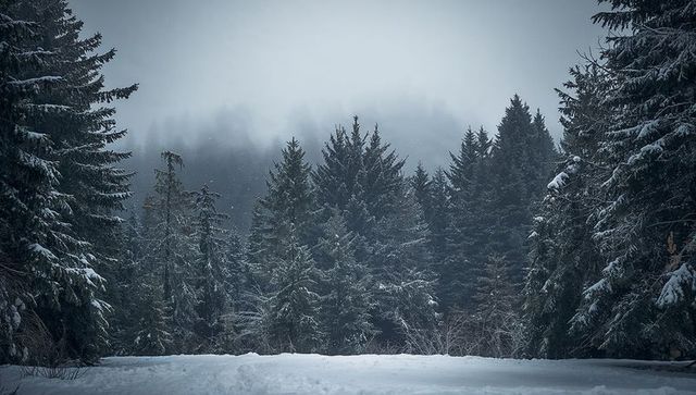 Snow-laden evergreens framing foggy winter clearing with soft falling snow