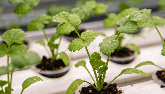 Hydroponic cilantro seedlings sprouting with dewdrops on serrated green leaves