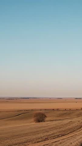 Panning Vertical Video Showing Solitary Tree on Rolling Golden Farmland at Calm Sunset