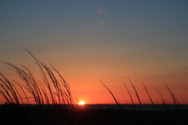 Serene Beach Sunset with Silhouetted Grass Blades - Download Free Stock Photos Pikwizard.com