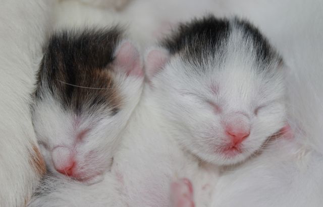 Two newborn kittens sleeping closely against each other, emphasizing their small size and vulnerability. Ideal for use in pet adoption promotions, baby animal themes, or articles about caring for newborn kittens.