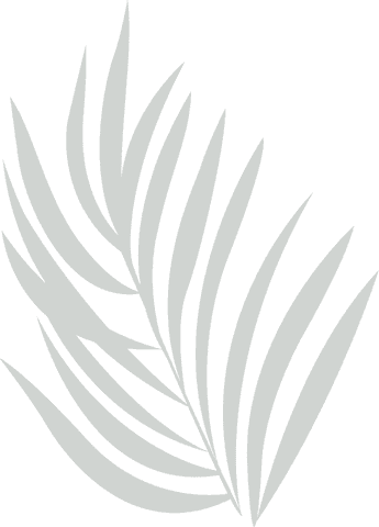 Tropical palm frond silhouette on transparent background