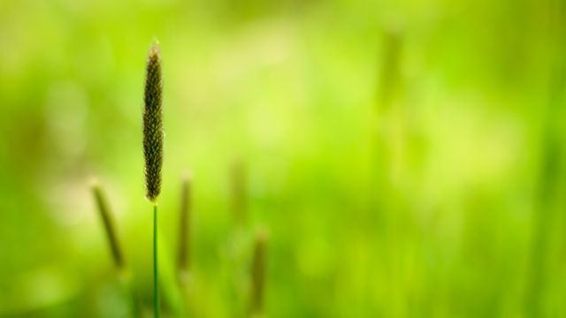 Close-Up of Single Reed Grass in Lush Green Field - Download Free Stock Photos Pikwizard.com