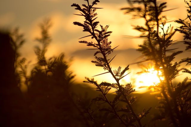 Silhouetted Plants with Golden Sunset Background - Download Free Stock Photos Pikwizard.com