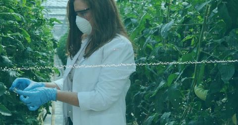 Researcher Analyzing Tomato Leaves with Futuristic Data Overlay