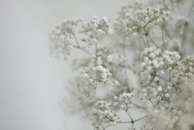 Delicate White Baby's Breath Flowers on Smooth Background - Download Free Stock Photos Pikwizard.com