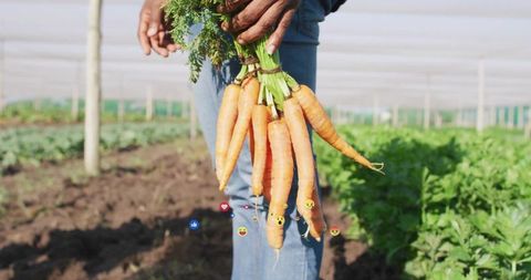 Farmer displaying freshly harvested carrots under shade netting