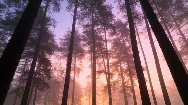 Sunlight filtering through misty pine forest at sunrise with pastel sky and silhouettes
