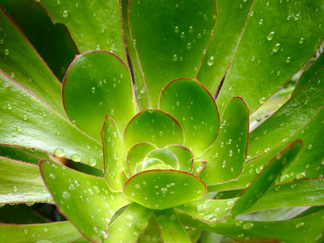 Beautiful macro view of a green succulent plant with water droplets on its leaves, showcasing fresh and natural texture. Perfect for use in botanical studies, gardening websites, nature blogs, and as calming background images for wellness and relaxation themes.