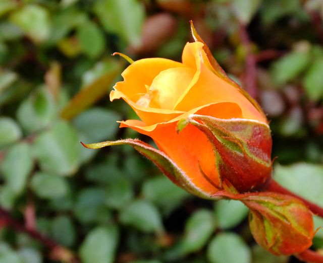 Close-up of Vibrant Orange Rosebud Against Green Foliage - Download Free Stock Photos Pikwizard.com