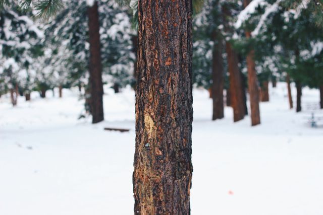 This image shows a snow-covered forest with pine trees, focusing on a tree trunk in the foreground. The trees and ground are blanketed with snow, creating a serene and tranquil winter landscape. Ideal for uses in nature-themed publications, seasonal promotions, or as a background image to convey calm and peaceful winter scenes.