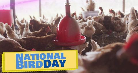 National Bird Day Celebration with Hens in Farm Pen