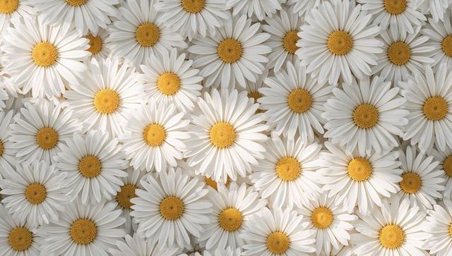 Sunlit white daisies filling frame with golden centers, seamless floral pattern