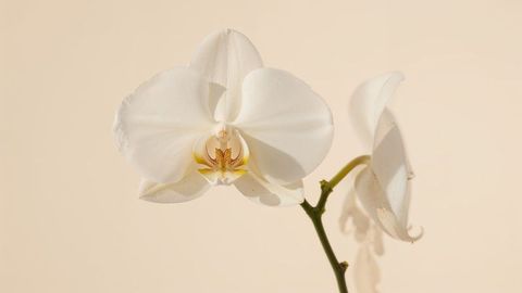 Elegant white orchid on minimalistic beige background