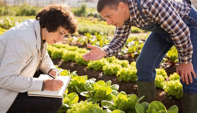 Agronomist advising farmer inspecting lettuce rows on organic farm during field visit