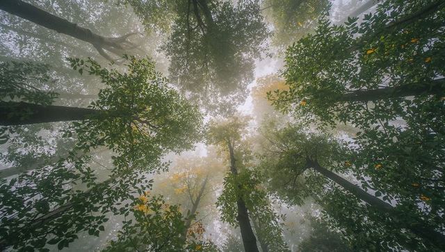 Rising tree trunks reaching into misty autumn canopy from forest floor