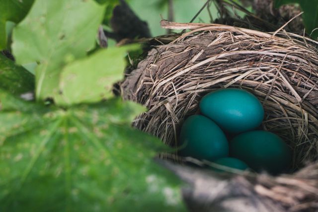 Close-up view of a robin's nest containing blue eggs in a natural setting amidst green foliage. Useful for articles or content about wildlife, spring season, nesting habits of birds, and natural habitats.
