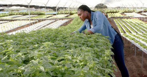 Woman Tending Organic Plants in Lush Greenhouse