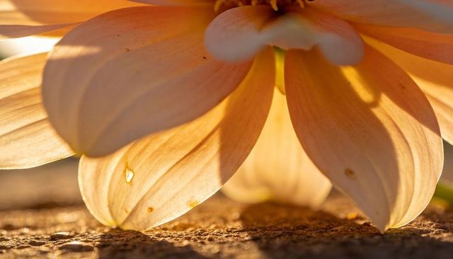 Backlit peach dahlia petals glowing on rough surface at golden hour macro detail