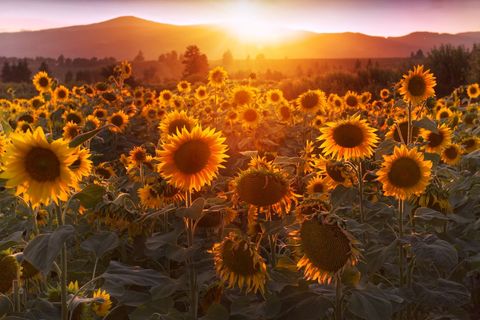 Golden Sunflower Field During Sunset with Mountain View