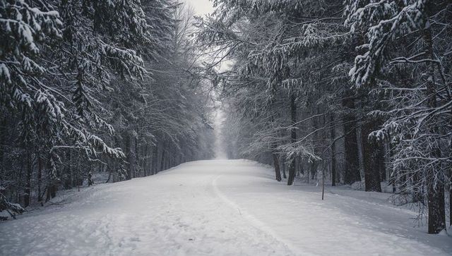 Leading snow-covered trail with faint central track drawing eye into misty evergreen forest