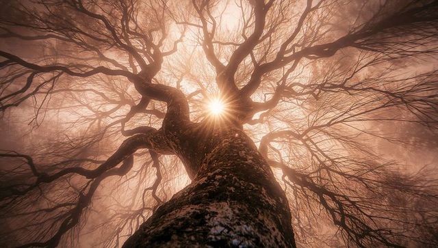 Towering Leafless Tree with Radiant Sun Flare in Misty Woodland