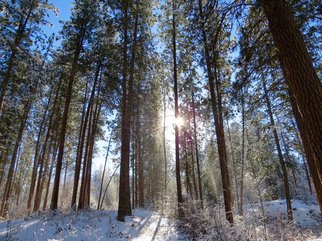 Sunlight Filtering Through Tall Pine Trees in Snowy Forest - Download Free Stock Photos Pikwizard.com