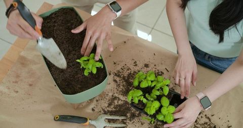 Asian couple planting basil and mint seedlings on tabletop, indoor herb gardening at home