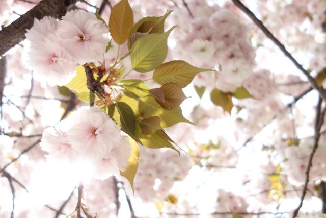 Flower Almond Blossom - Download Free Stock Photos Pikwizard.com