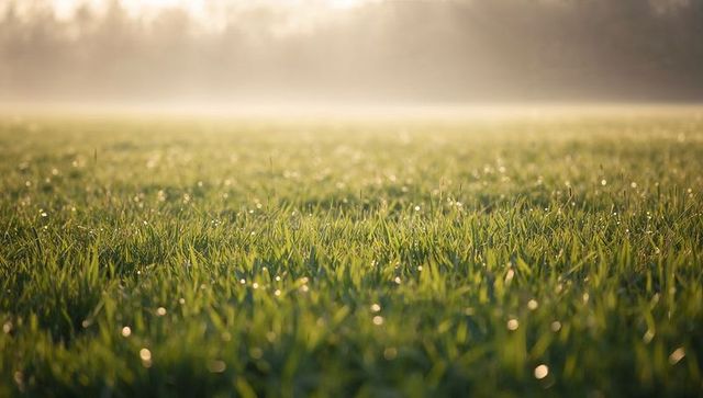 Sunrise dew on green grass in meadow with misty treeline and warm bokeh glow