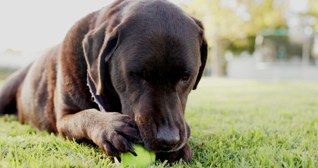 Labrador Retriever is chewing on a green tennis ball while lying on the grass in a sunlit outdoor area. Perfect for use in articles or blogs about pet behavior, summertime pet activities, dog exercise, and outdoor play. Also an excellent choice for advertisements for dog toys and products related to pet care.