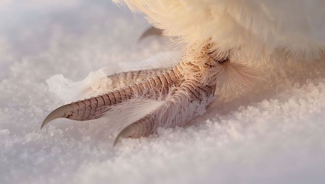 Downy bird feet pressing into powdery snow with curved talons and feathered toes