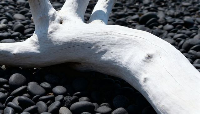 Bleached driftwood lying on black pebble shoreline showing sunlit weathered texture