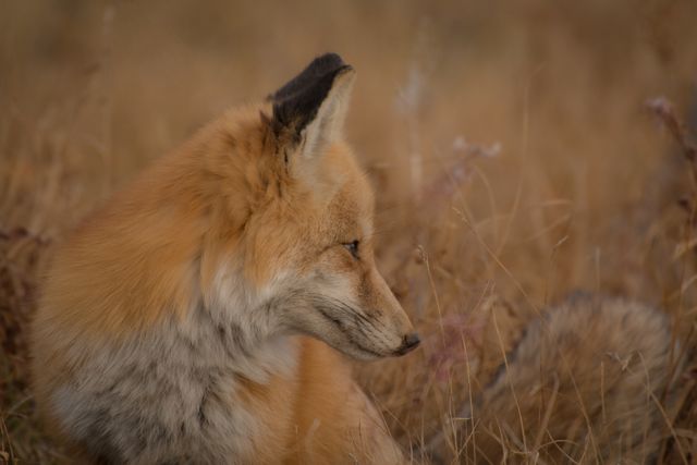 Portrait of red fox resting amid dry grass. Ideal for wildlife conservation themes, nature photography, animal behavior studies, educational materials, and autumn aesthetic projects.