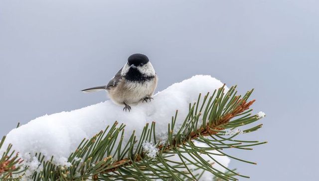 Black-capped chickadee perching on snow-covered pine branch in serene winter composition